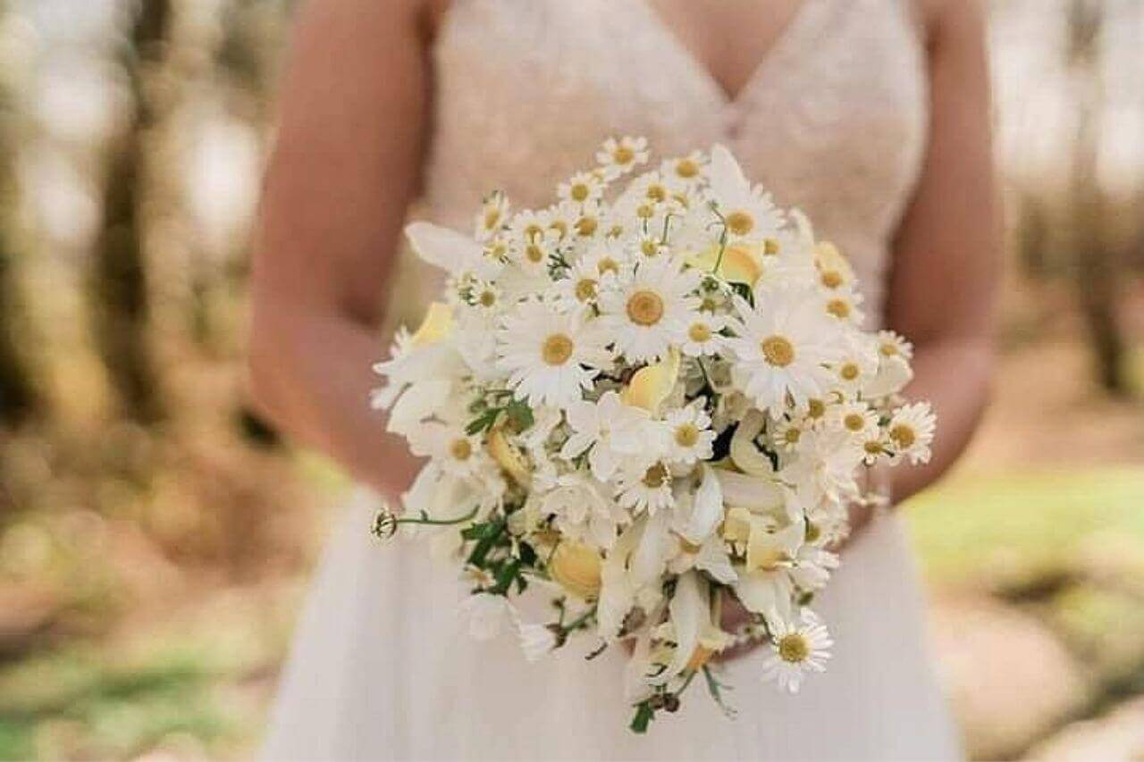 daisy flowers